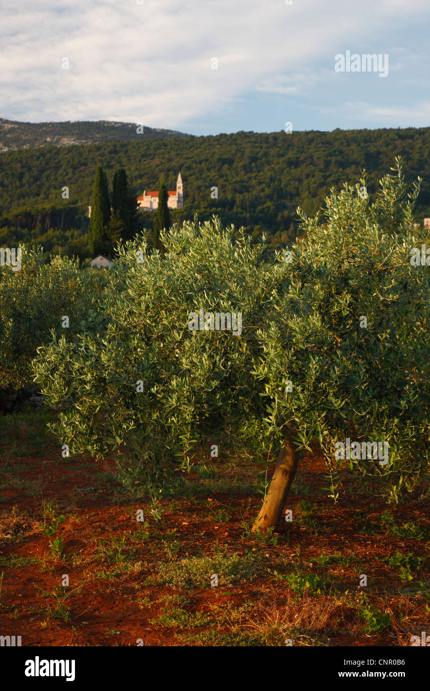 Olive trees on island Hvar in Croatia Stock Photo