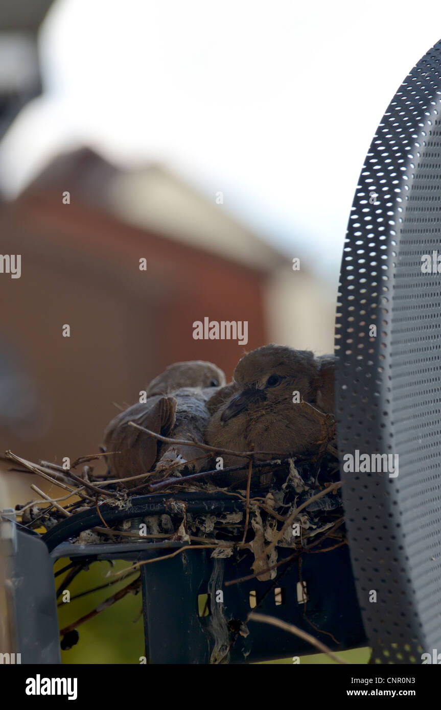 Two young Collared Dove chicks (Streptopelia decaocto) on a nest behind a satelite dish. Stock Photo