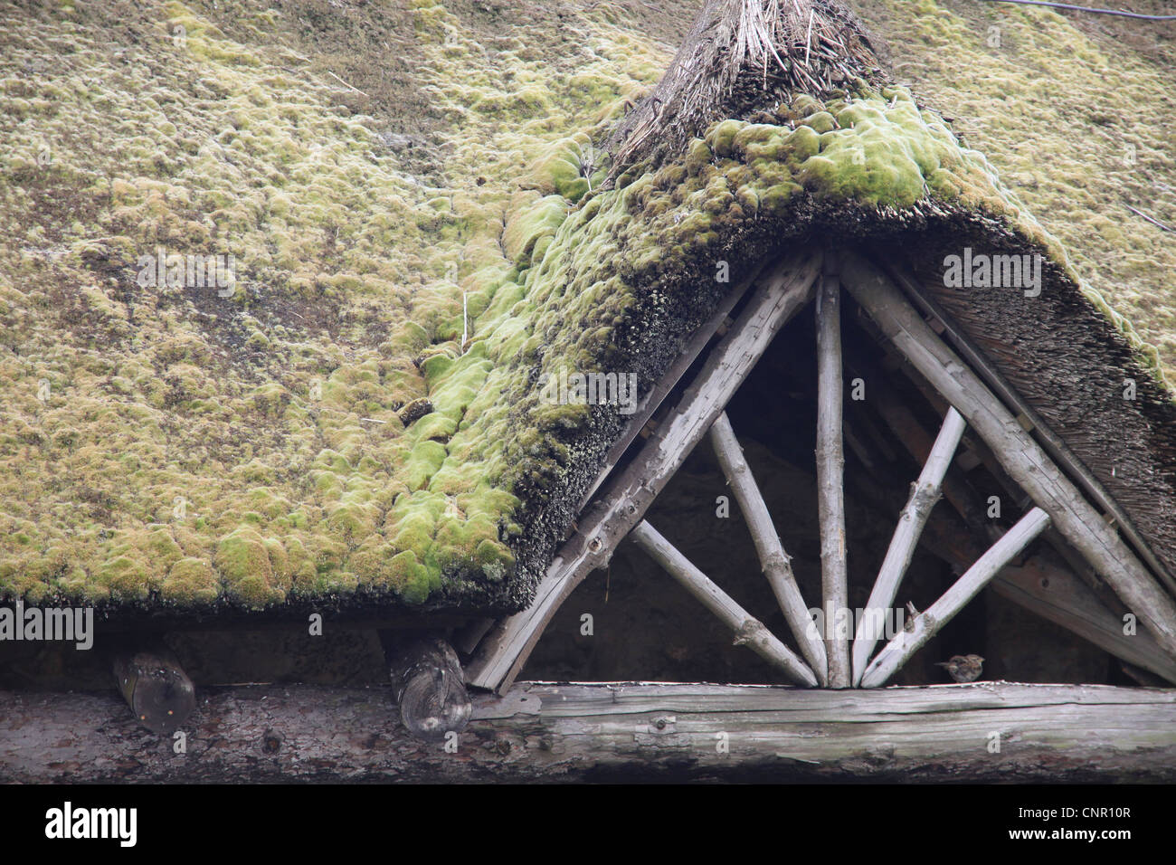 Thatched roof covered in moss, in need of re-newing. Stock Photo