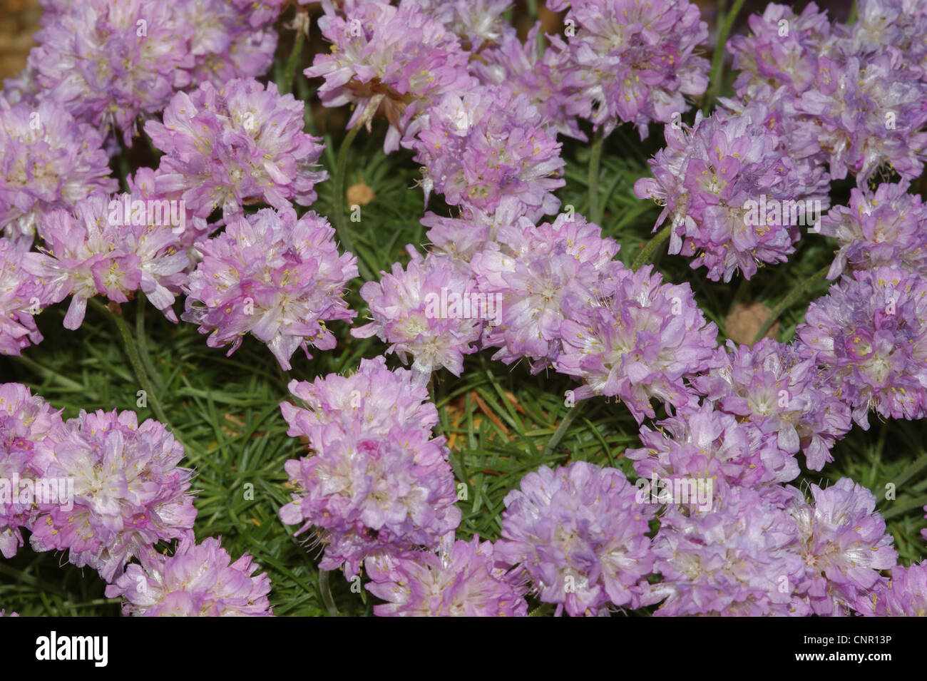 Armeria juniperifolia 'Bevan's Variety' Stock Photo