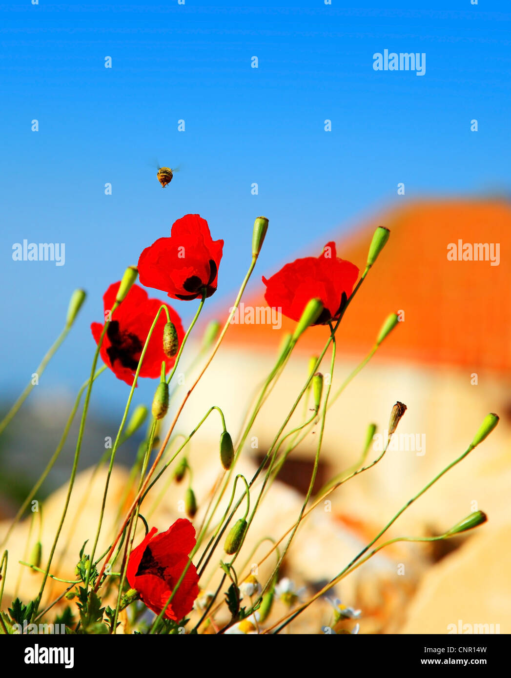 Red poppy flowers meadow over blue clear sky background Stock Photo - Alamy