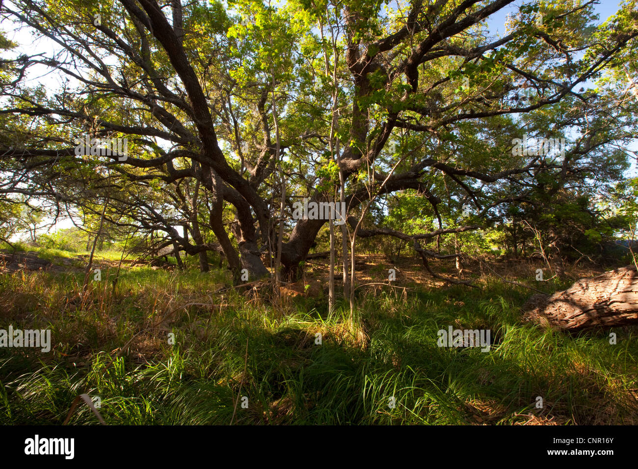 Big tree in the Texas Hill Country, Texas Stock Photo Alamy