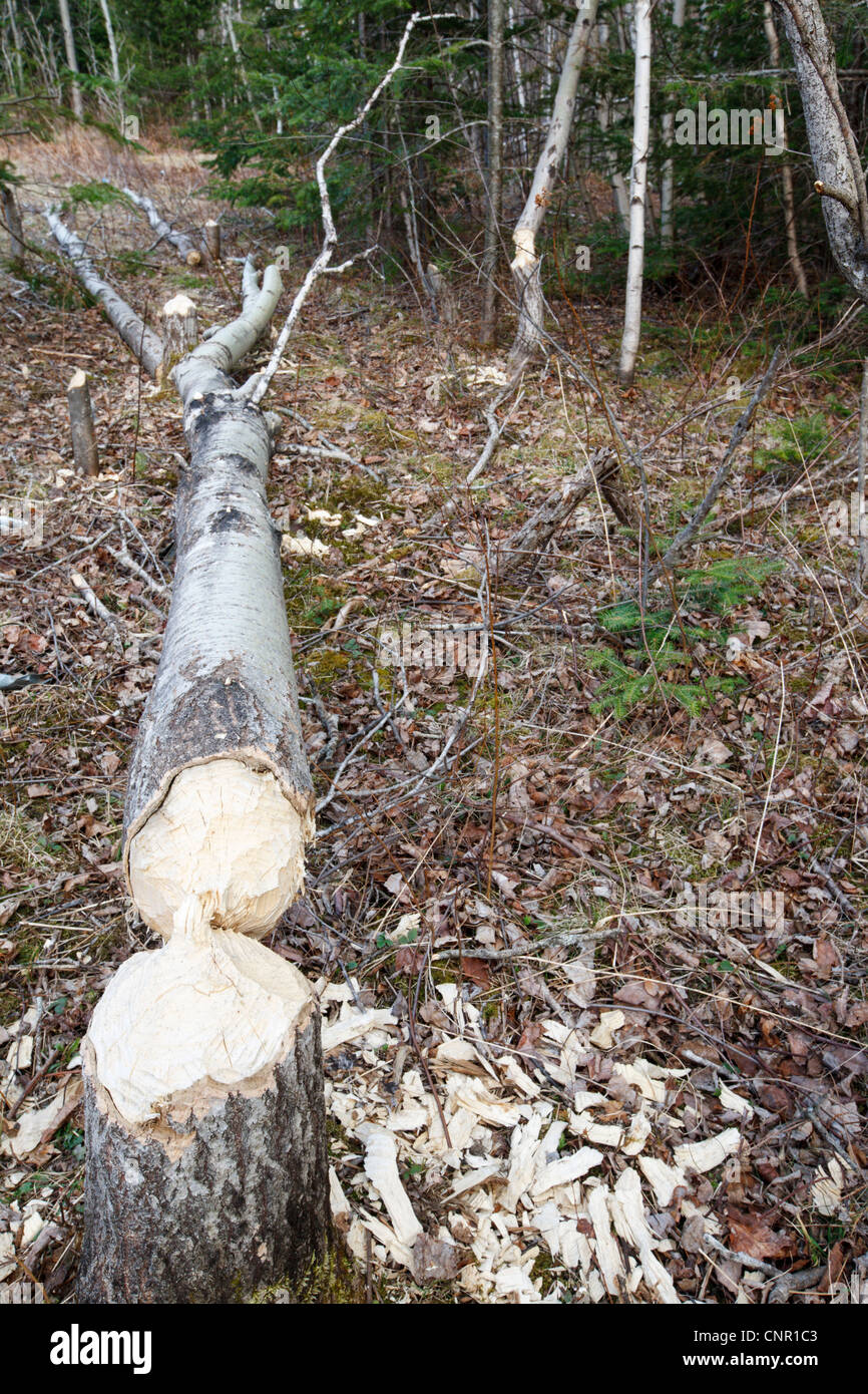 Beaver impact next to a wetlands area along the Notchway Trail in the town of Franconia, New Hampshire USA Stock Photo