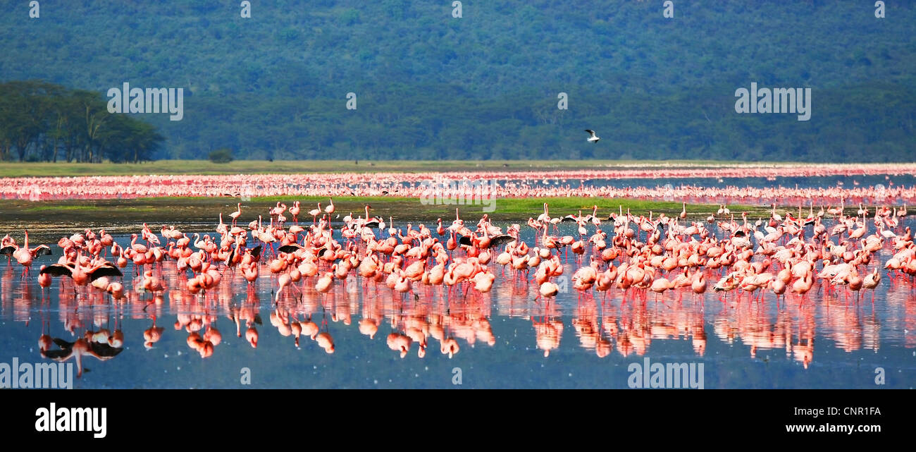 Panoramic African safari, flamingos in the lake Nakuru, Kenya Stock Photo