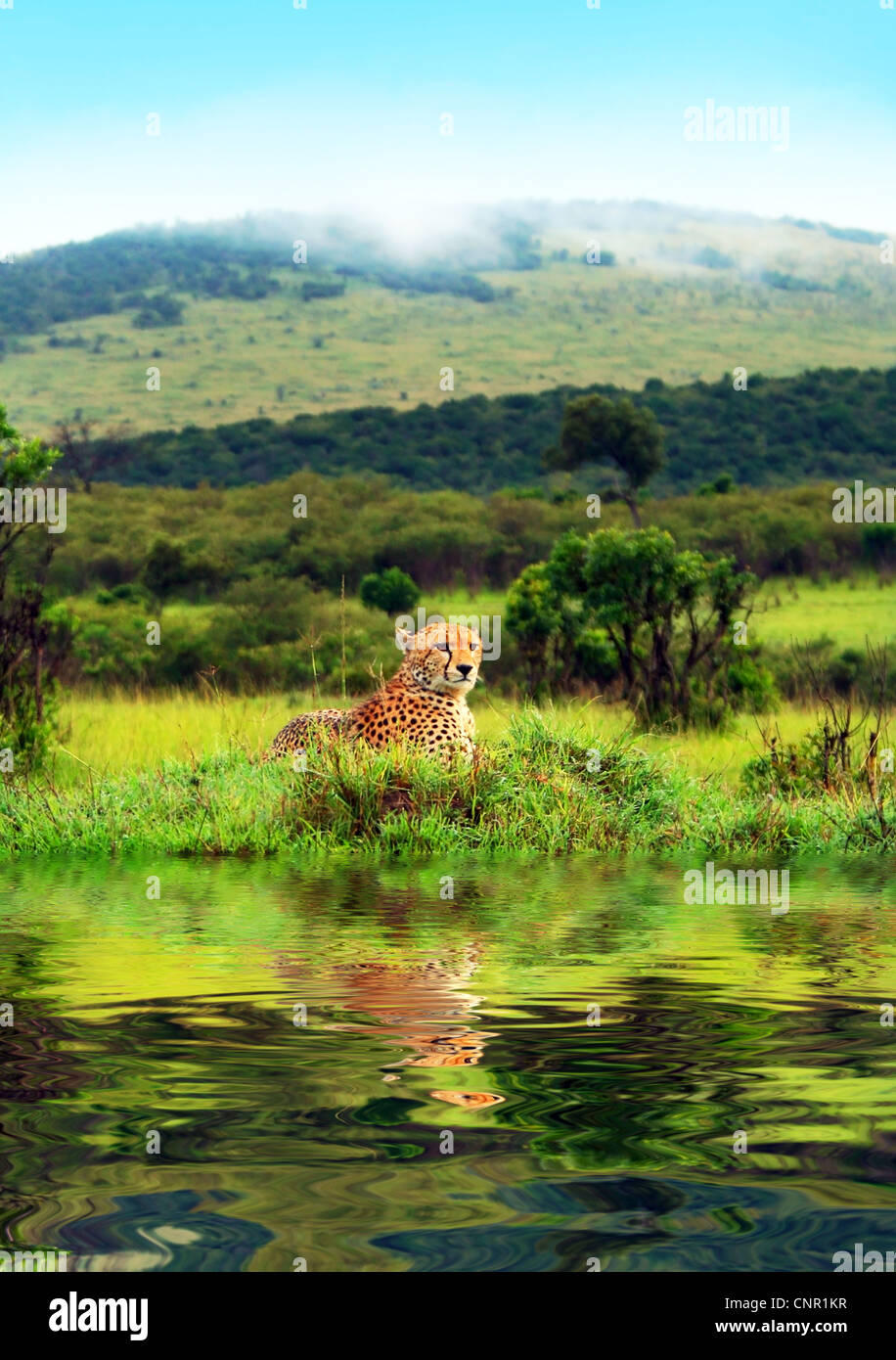 Wild african cheetah. Africa. Kenya. Masai Mara Stock Photo
