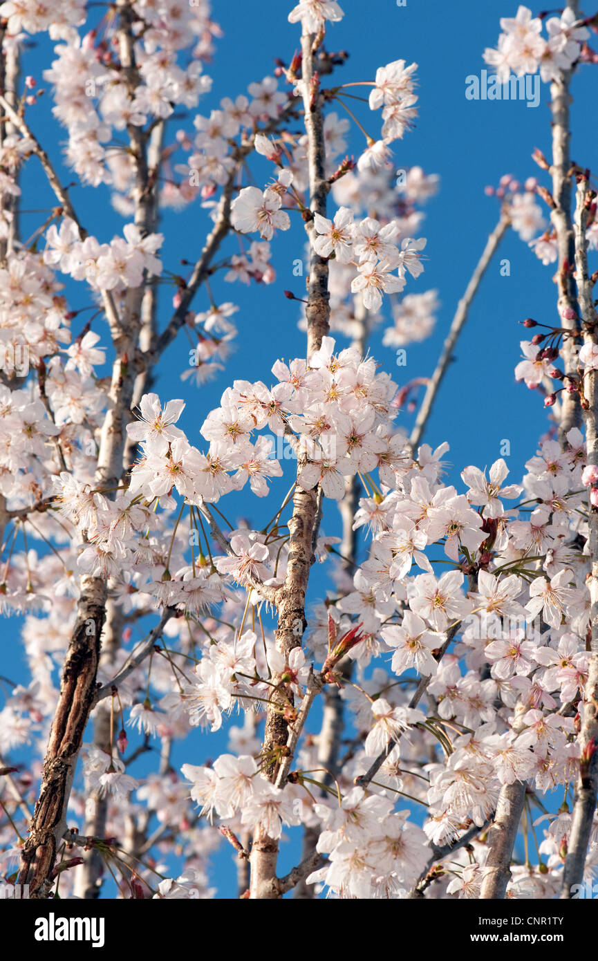 Pink ornamental cherry blossom in full flower in a Plymouth, UK garden. Stock Photo