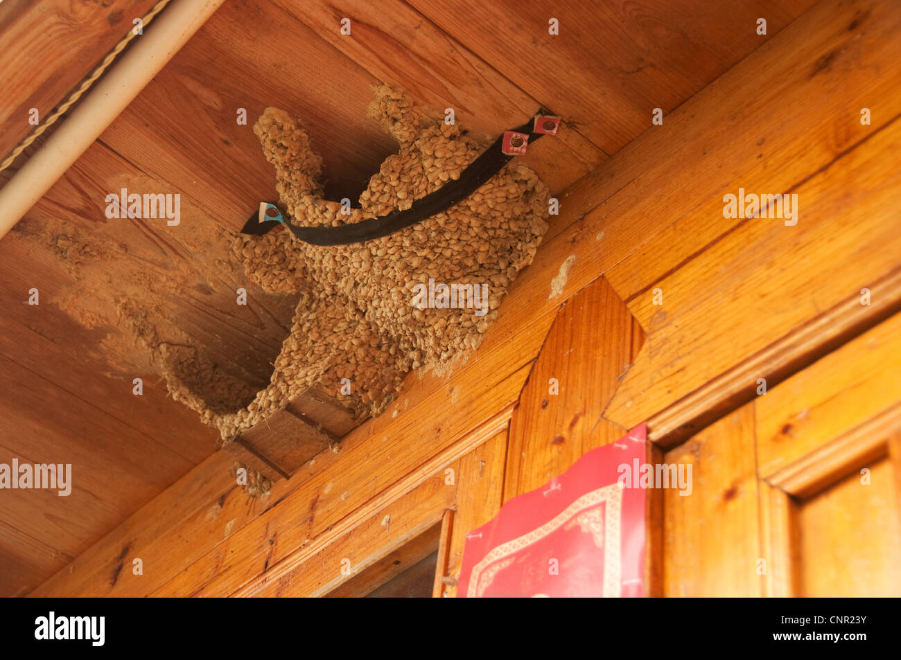 Swallow nests under a Chinese house cornice Stock Photo