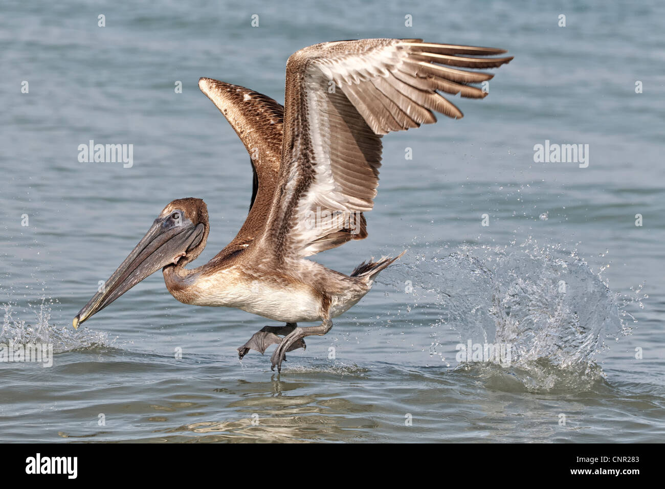 Brown Pelican - Juvenile Stock Photo - Alamy