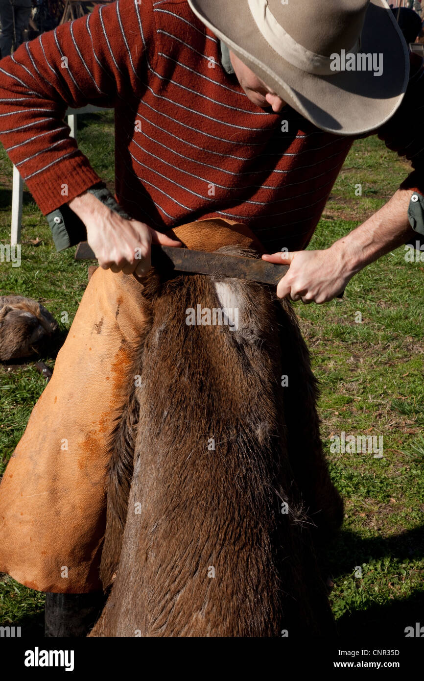 A man scrapping the fur from an elk hide to tan it Stock Photo