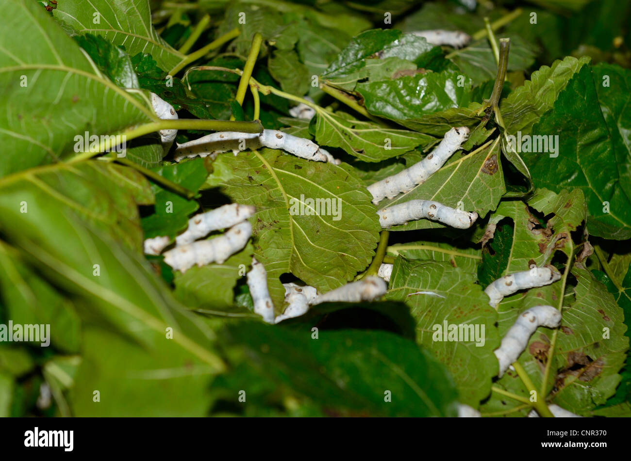 Close up of fifth instar silkworm moths on wet mulberry leaves in Hongcun China Stock Photo