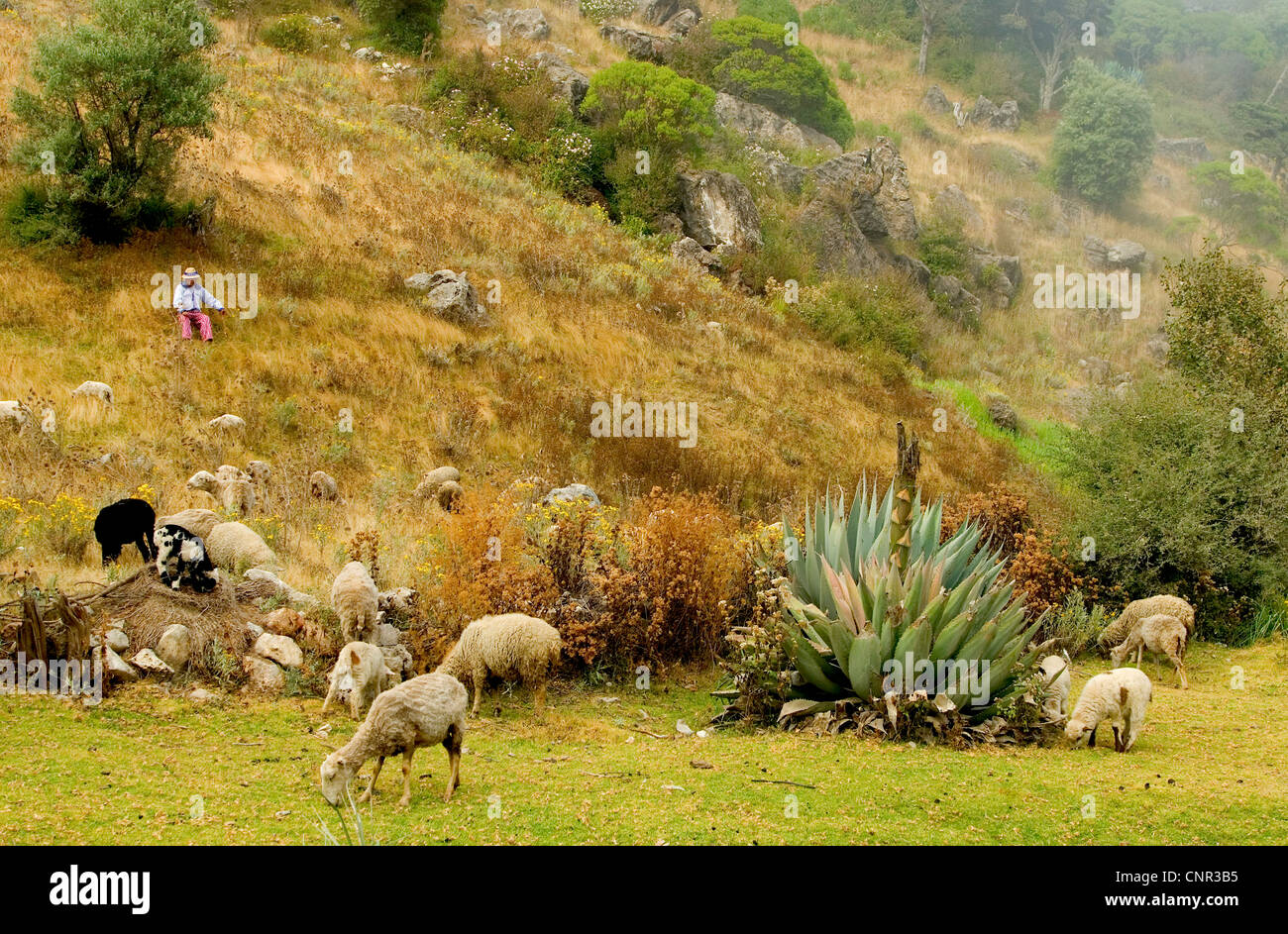 Pastoral scene in the Sierra de los Cuchumatanes highlands near Todos Santos Cuchumatan. Stock Photo