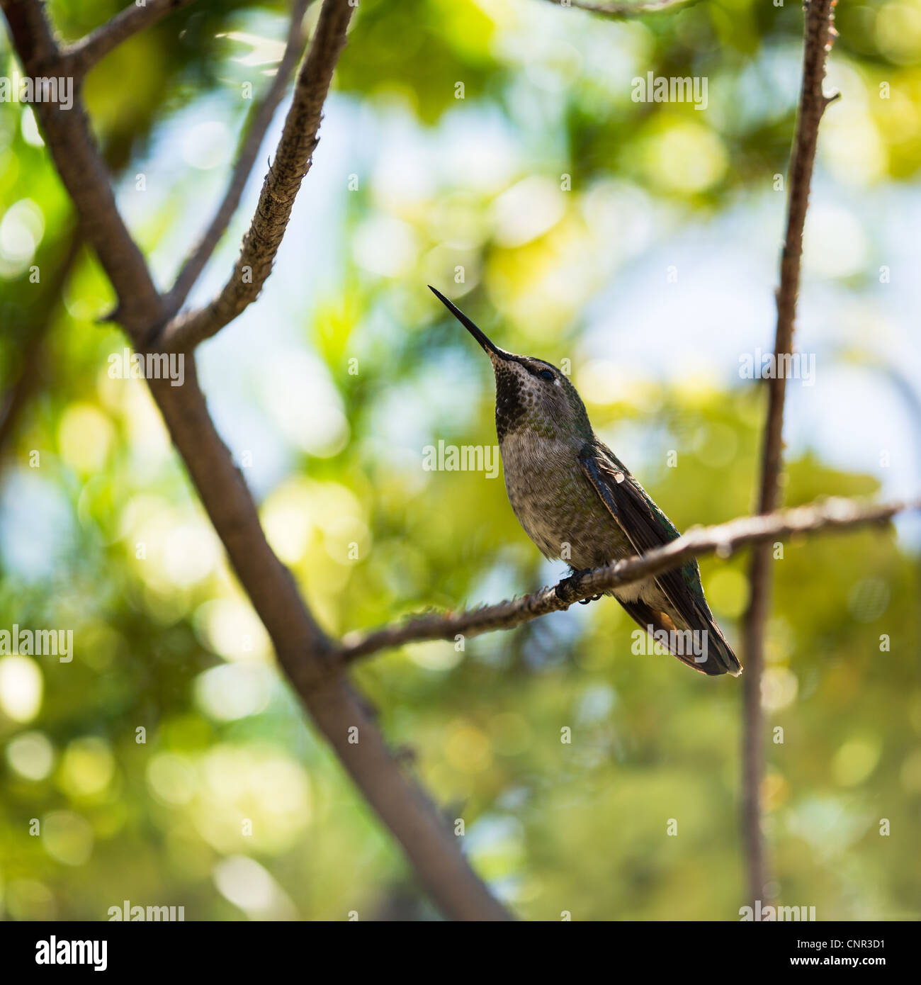 Blue-throated hummingbird perched on a branch - Stock Image