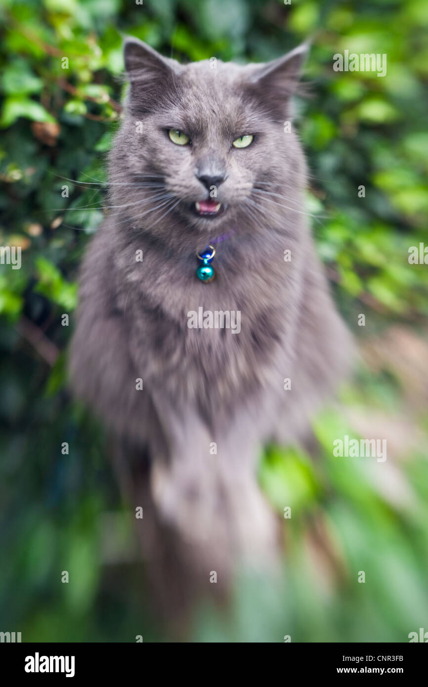 cat with bell collar, Lensbaby Double Glass Optic Stock Photo
