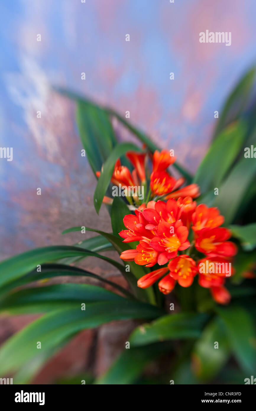 clivia in bloom, Lensbaby Composer with Double Glass Optic, Santa Barbara, California, United States of America Stock Photo