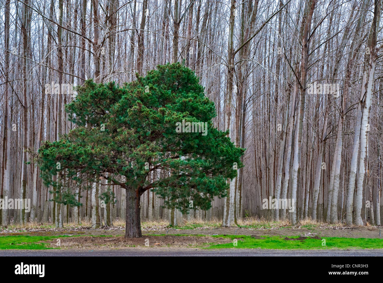 Lone Pine in a tree farm Stock Photo