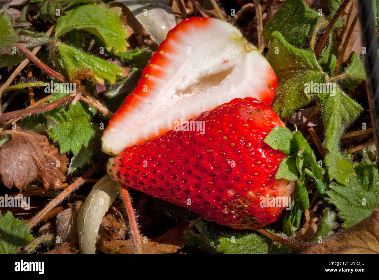 Cut strawberry leaves hi-res stock photography and images - Alamy