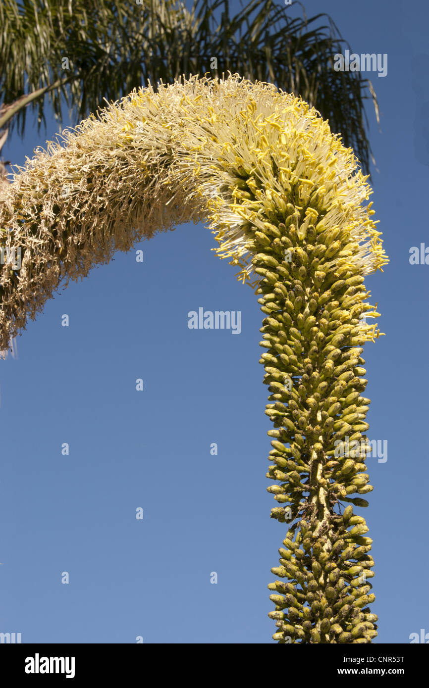 picture of a century plant bloom Stock Photo - Alamy