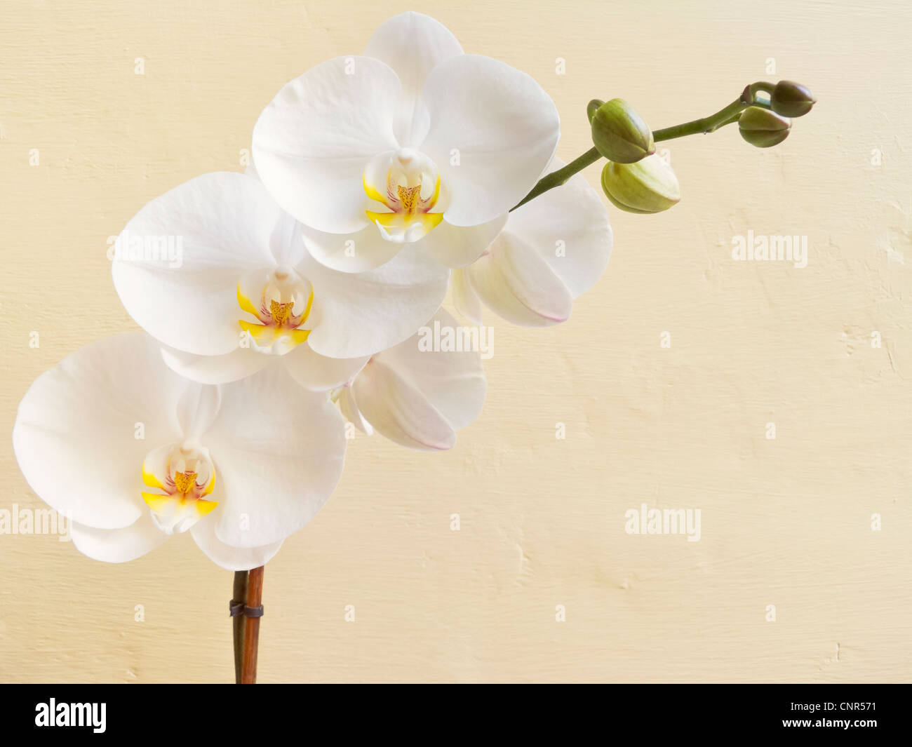 White Orchid on Wall Stock Photo