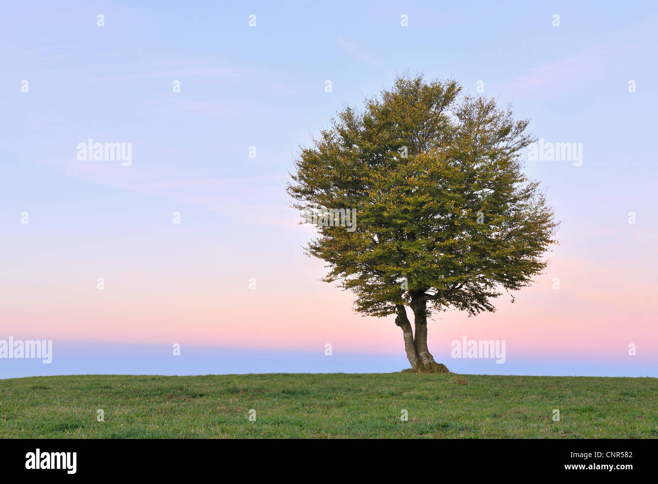 Beech Tree, Schauinsland, Black Forest, Baden-Wurttemberg, Germany Stock Photo