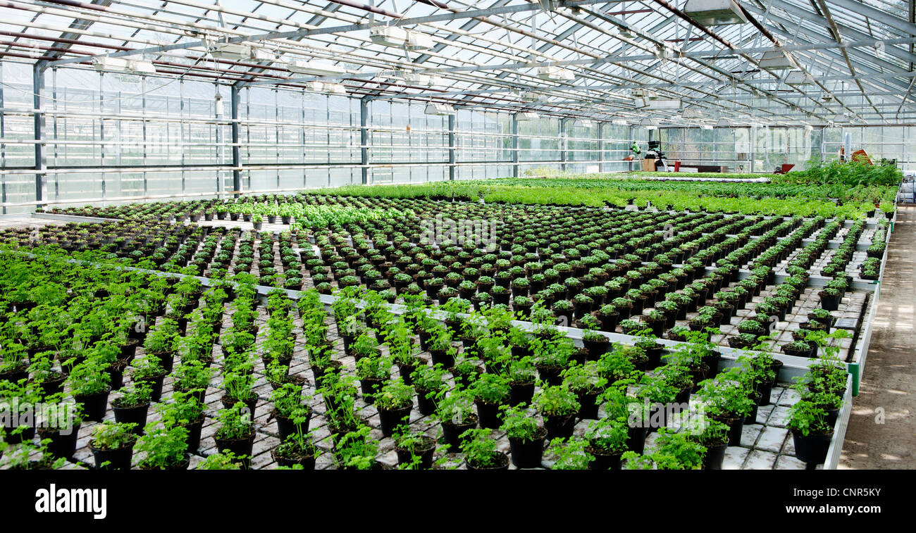 Organic Herbs in Greenhouse, Laugaras, South Iceland, Iceland Stock Photo