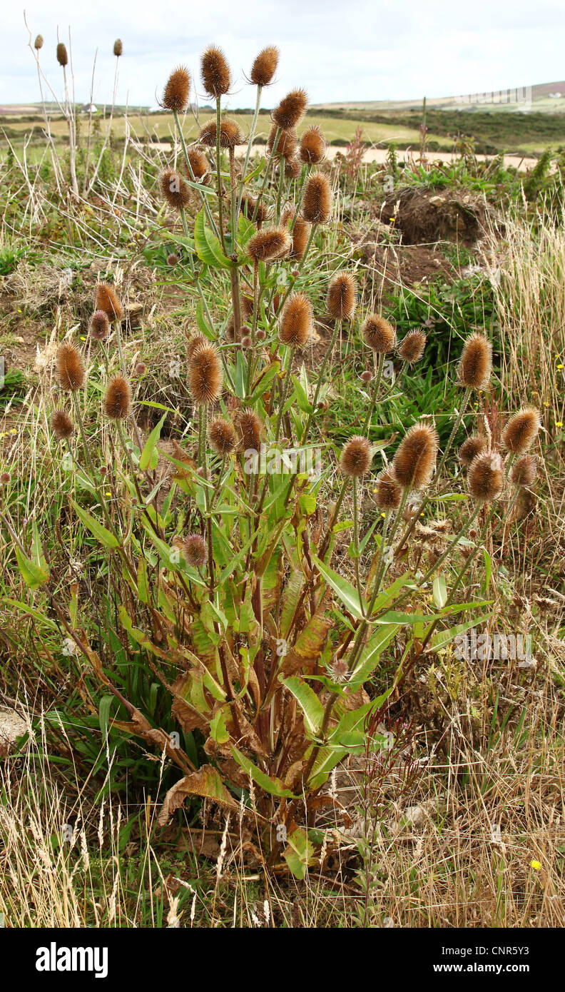 A teasel (Dipsacus) plant showing the seed heads Stock Photo