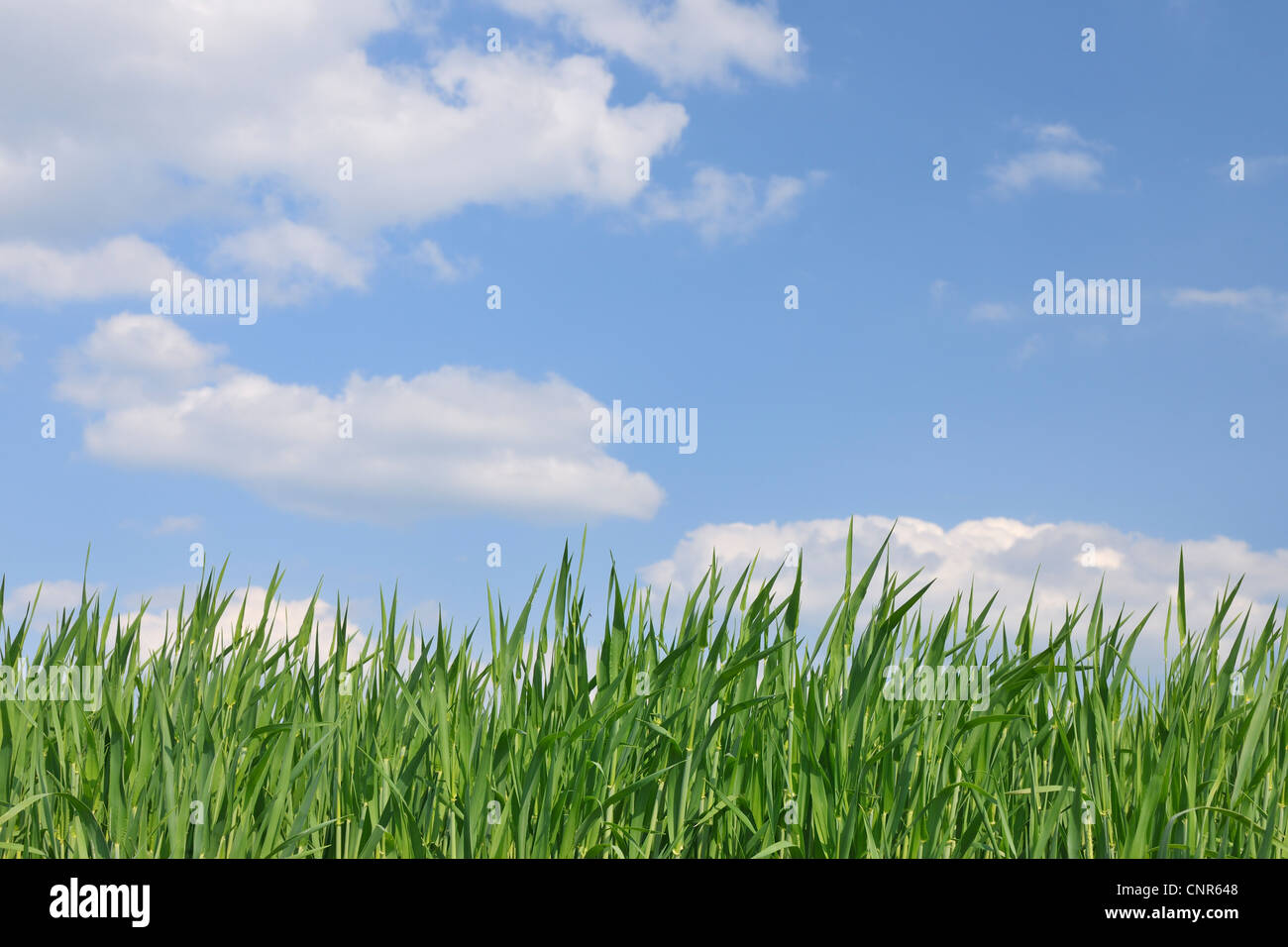 Grain Field, Reinheim, Darmstadt-Dieburg, Hesse, Germany Stock Photo ...