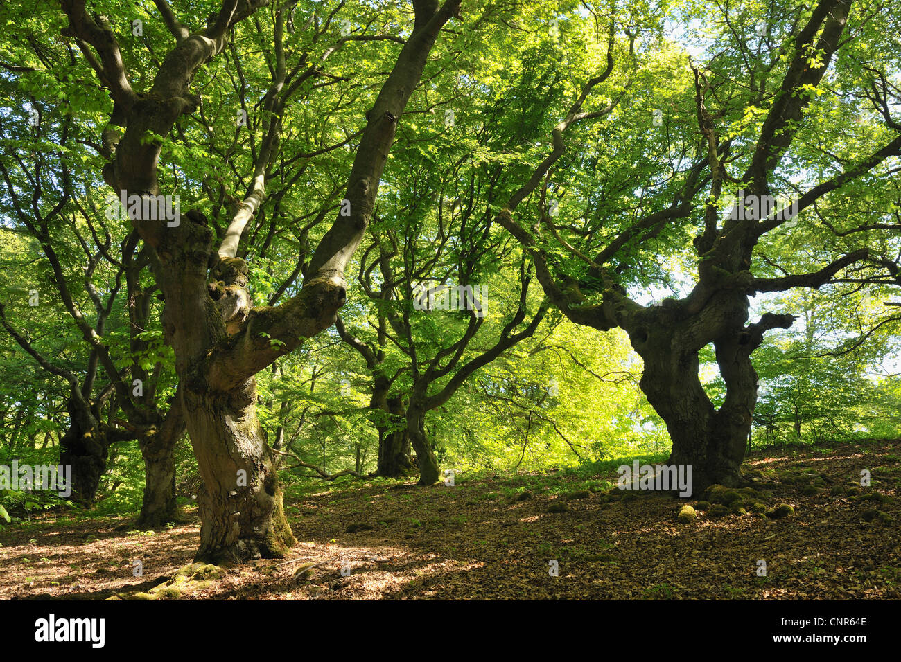 Old Beech Trees, Kellerwald-Edersee National Park, Hesse, Germany Stock Photo