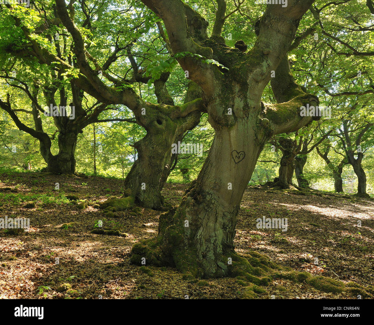 Old Beech Trees, Kellerwald-Edersee National Park, Hesse, Germany Stock Photo