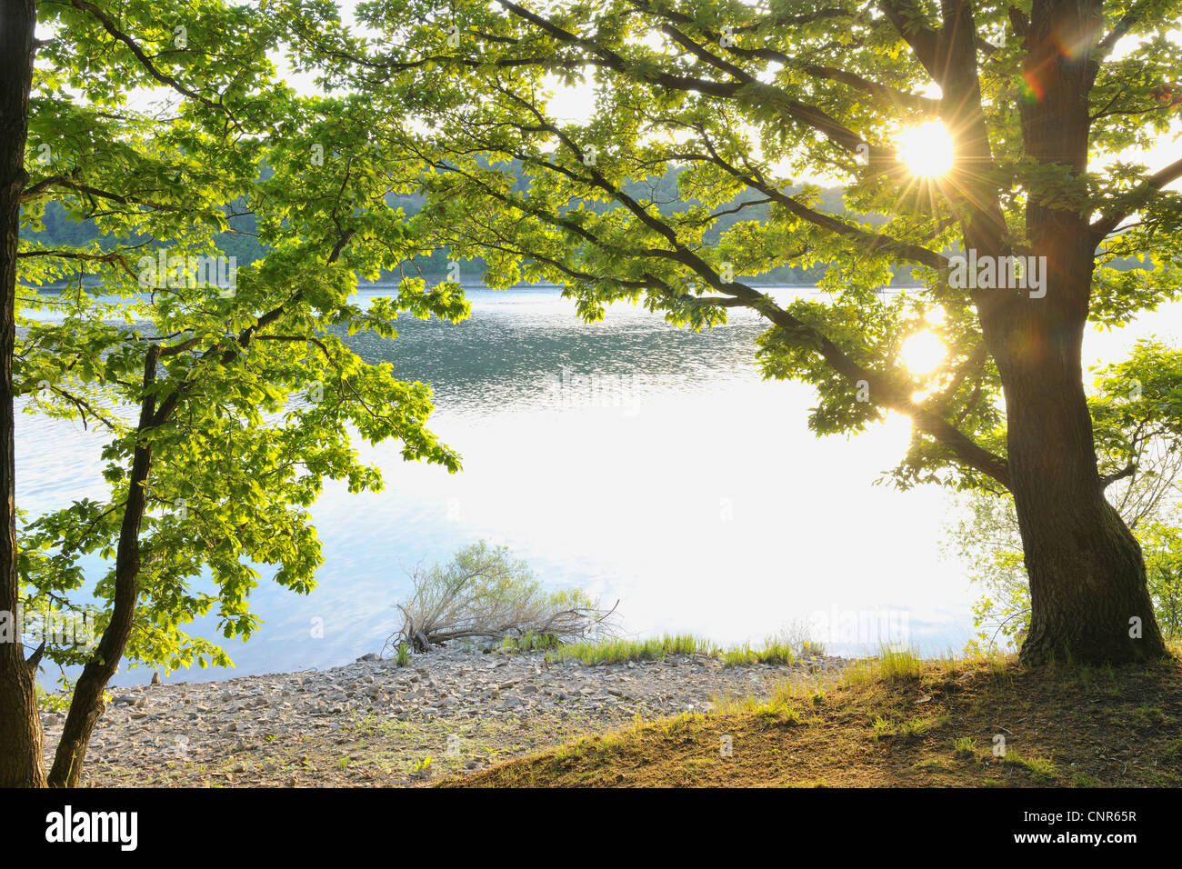 Lake Edersee, Kellerwald-Edersee National Park, Hesse, Germany Stock Photo