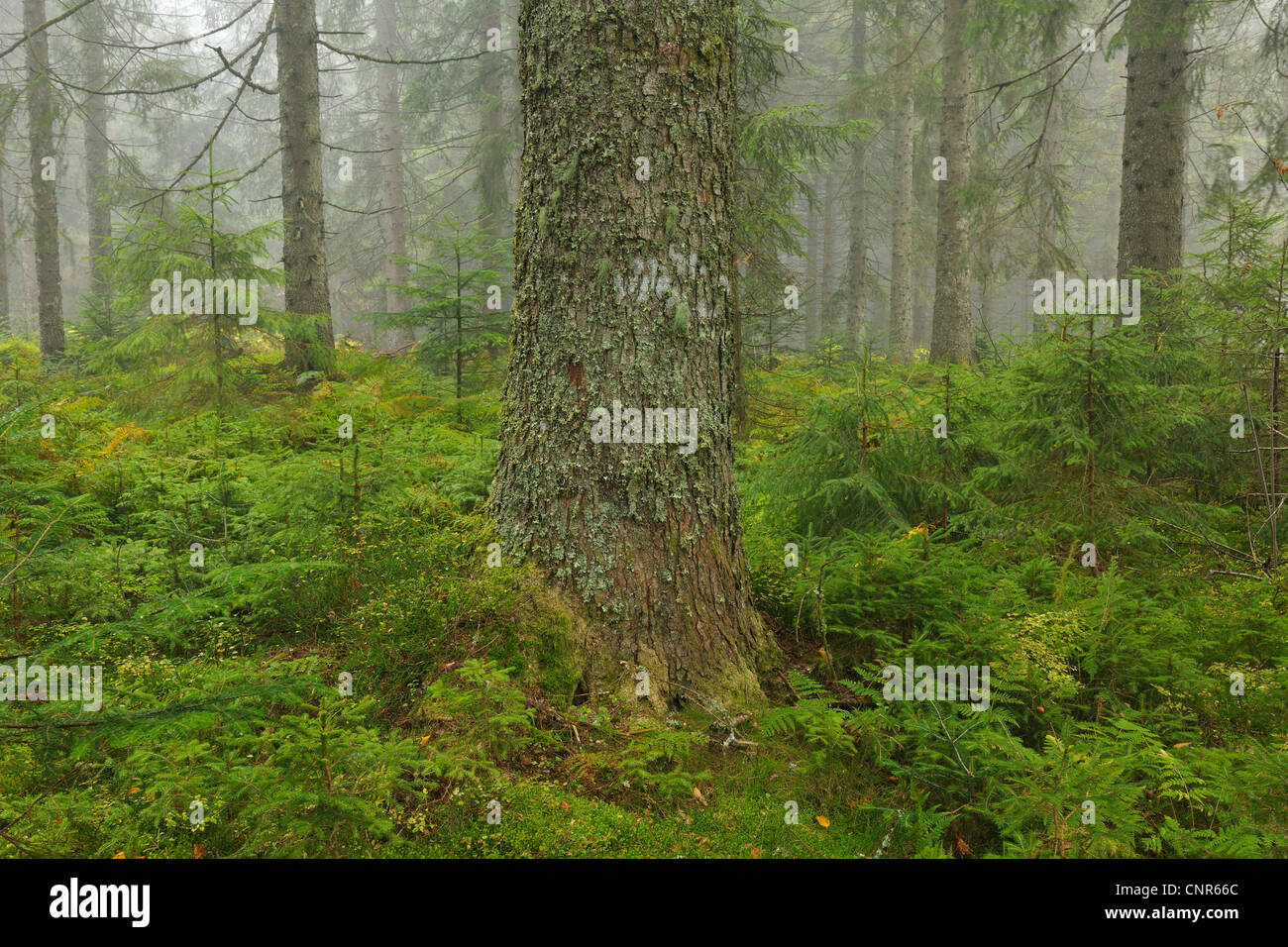 Spruce Forest, Black Forest, Baden-Wurttemberg, Germany Stock Photo