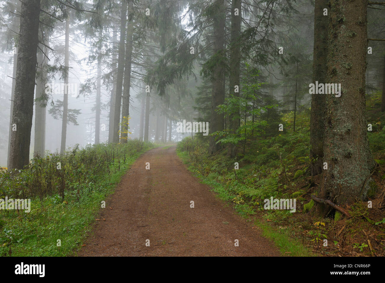 Path, Black Forest, Baden-Wurttemberg, Germany Stock Photo