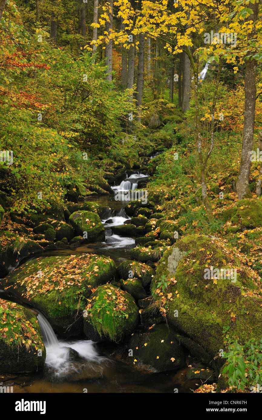 Forest Stream, Triberg im Schwarzwald, Schwarzwald-Baar, Black Forest, Baden-Wurttemberg, Germany Stock Photo