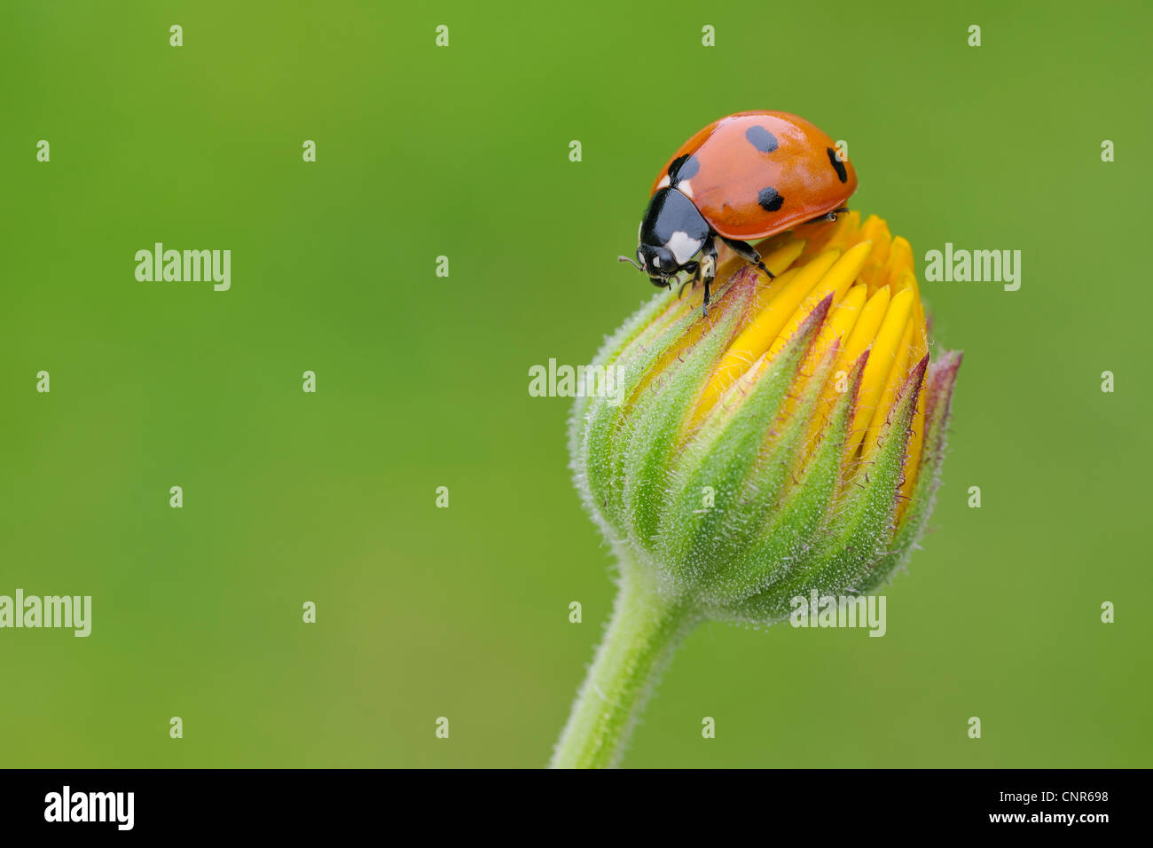 Seven Spot Ladybird on Flower Stock Photo