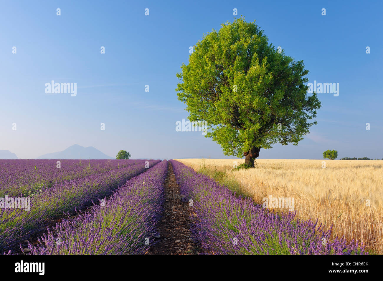 Tree in Lavender and Wheat Field, Valensole Plateau, Alpes-de-Haute-Provence, Provence-Alpes-Cote d´Azur, Provence, France Stock Photo