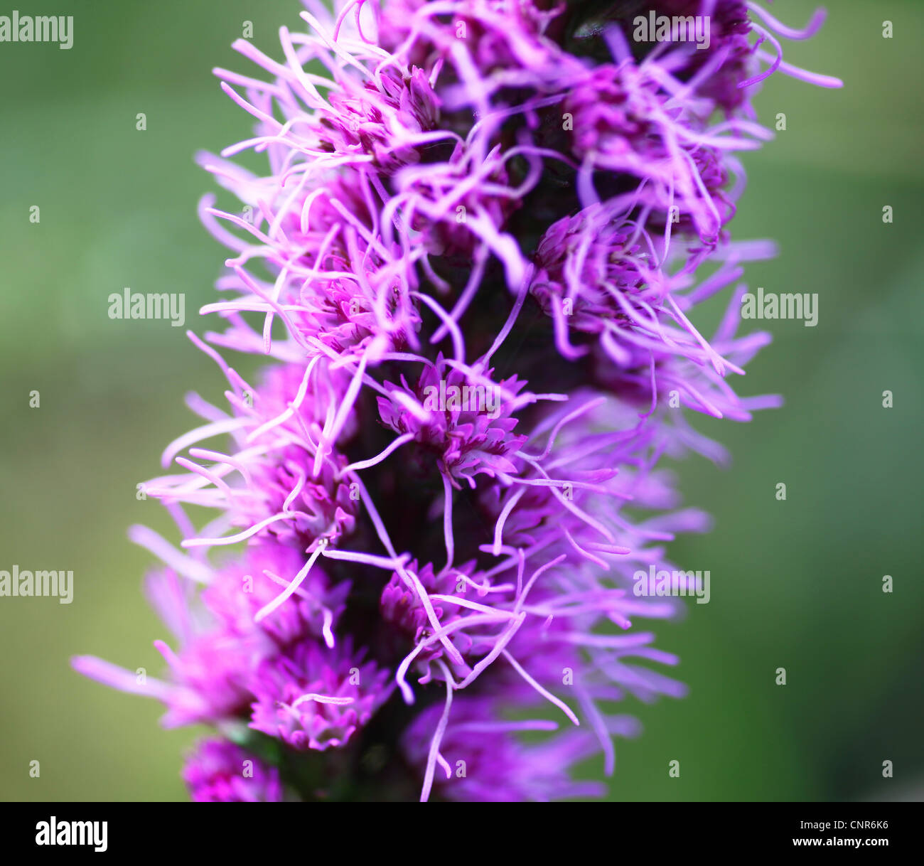 Close up shot of a Liatris spicata, button snakewort, dense blazing star, or prairie gay feather, a flowering herbaceous perennial plant, England, UK Stock Photo