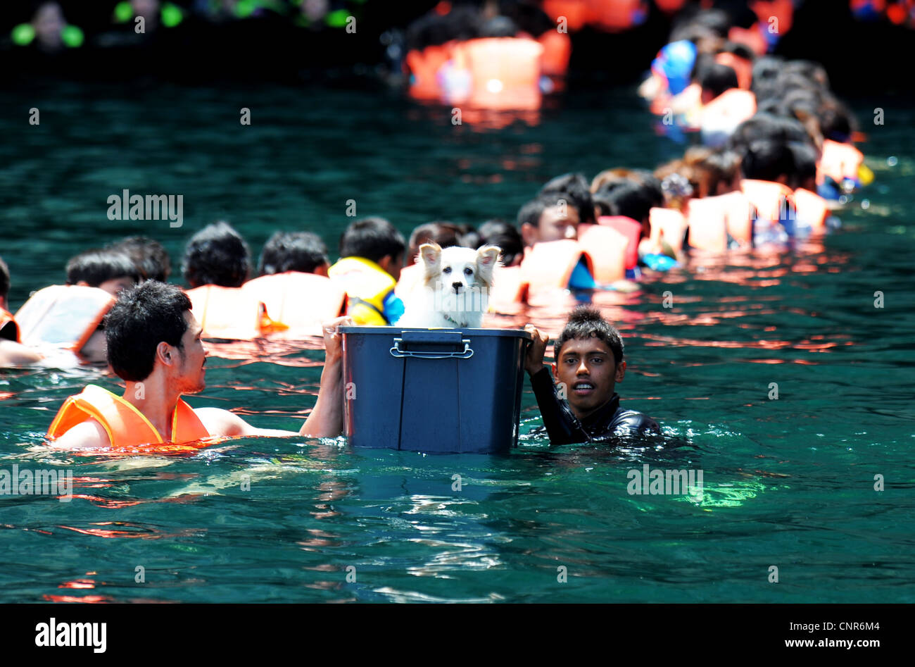 chain of swimmers and dog in box , Swimming into  Morakot cave , the island of koh mook , andaman sea, trang ,thailand Stock Photo