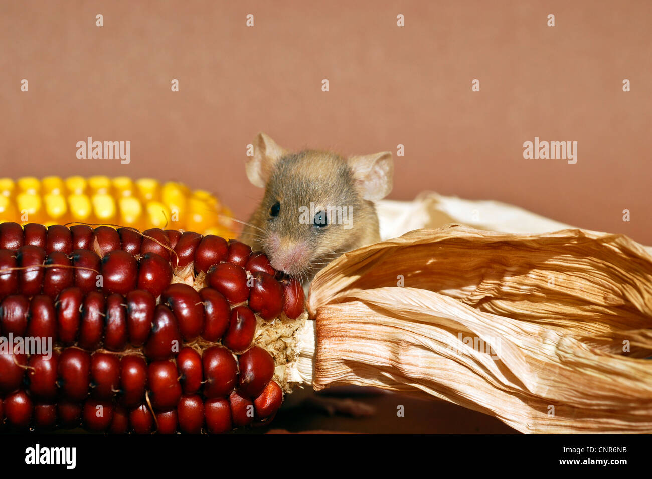 Mouse eating hires stock photography and images Alamy