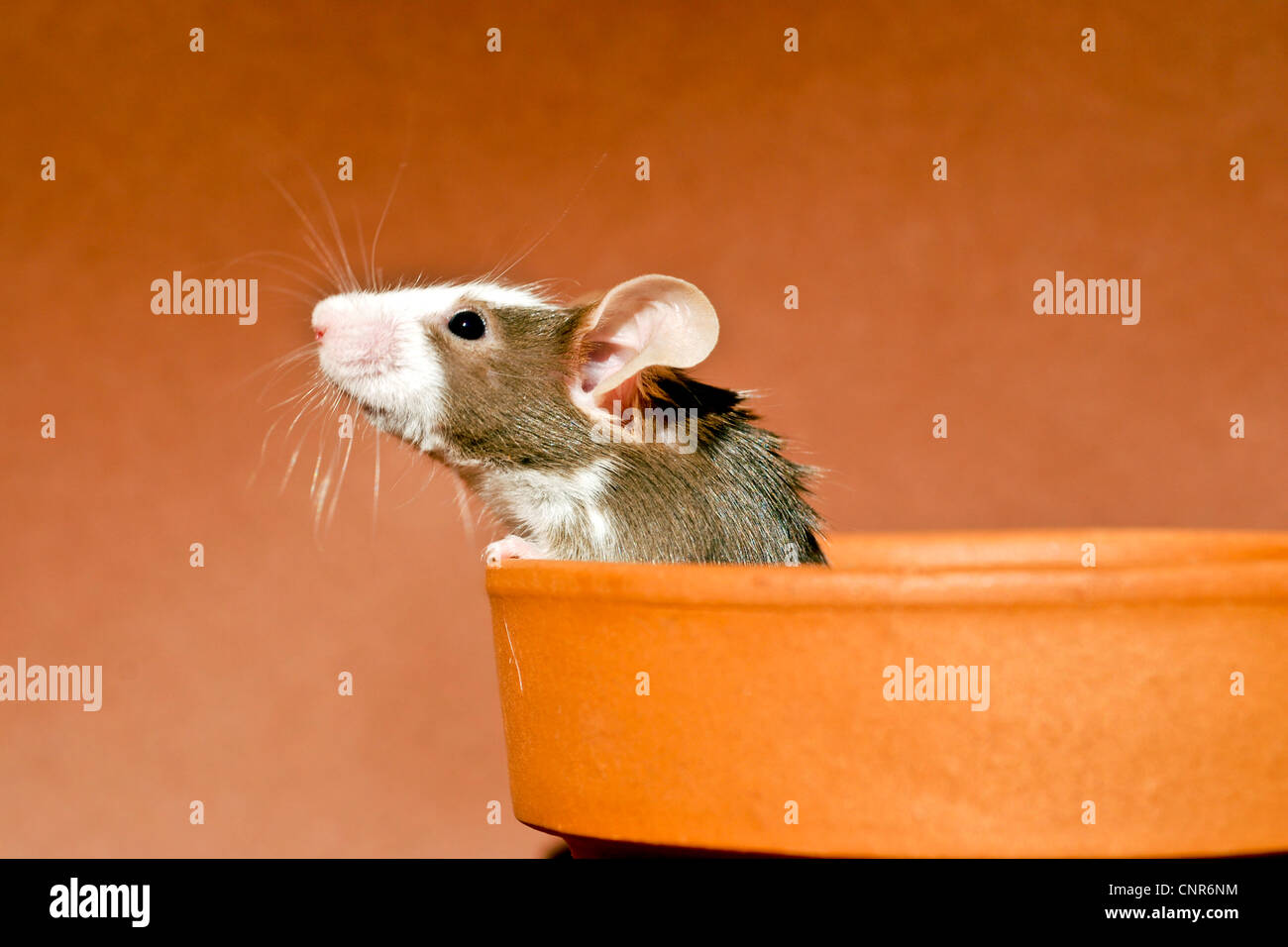 house mouse (Mus musculus), fancy mouse looking out of a shell Stock Photo