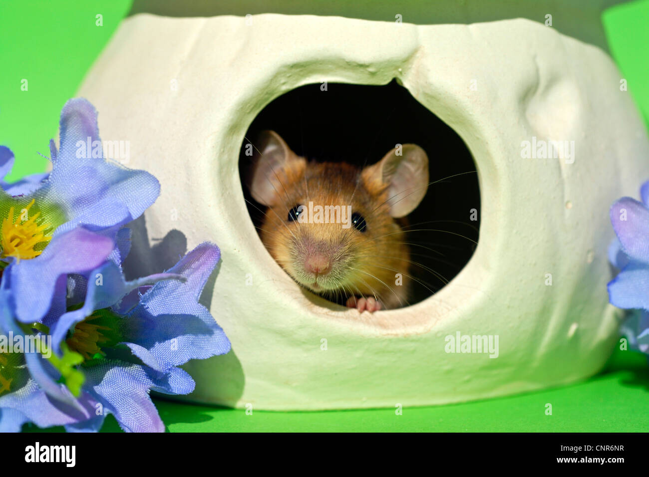 house mouse (Mus musculus), fancy mouse looking out of a pot Stock Photo