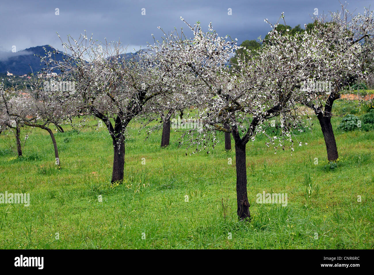 bitter almond (Prunus amygdalus), flowering almond trees at Mallorca