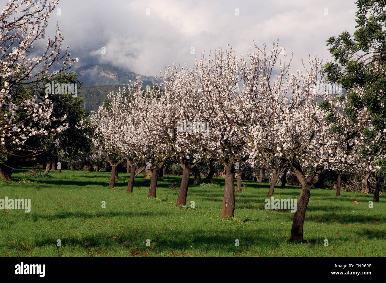 bitter almond (Prunus amygdalus), flowering almond trees at Mallorca