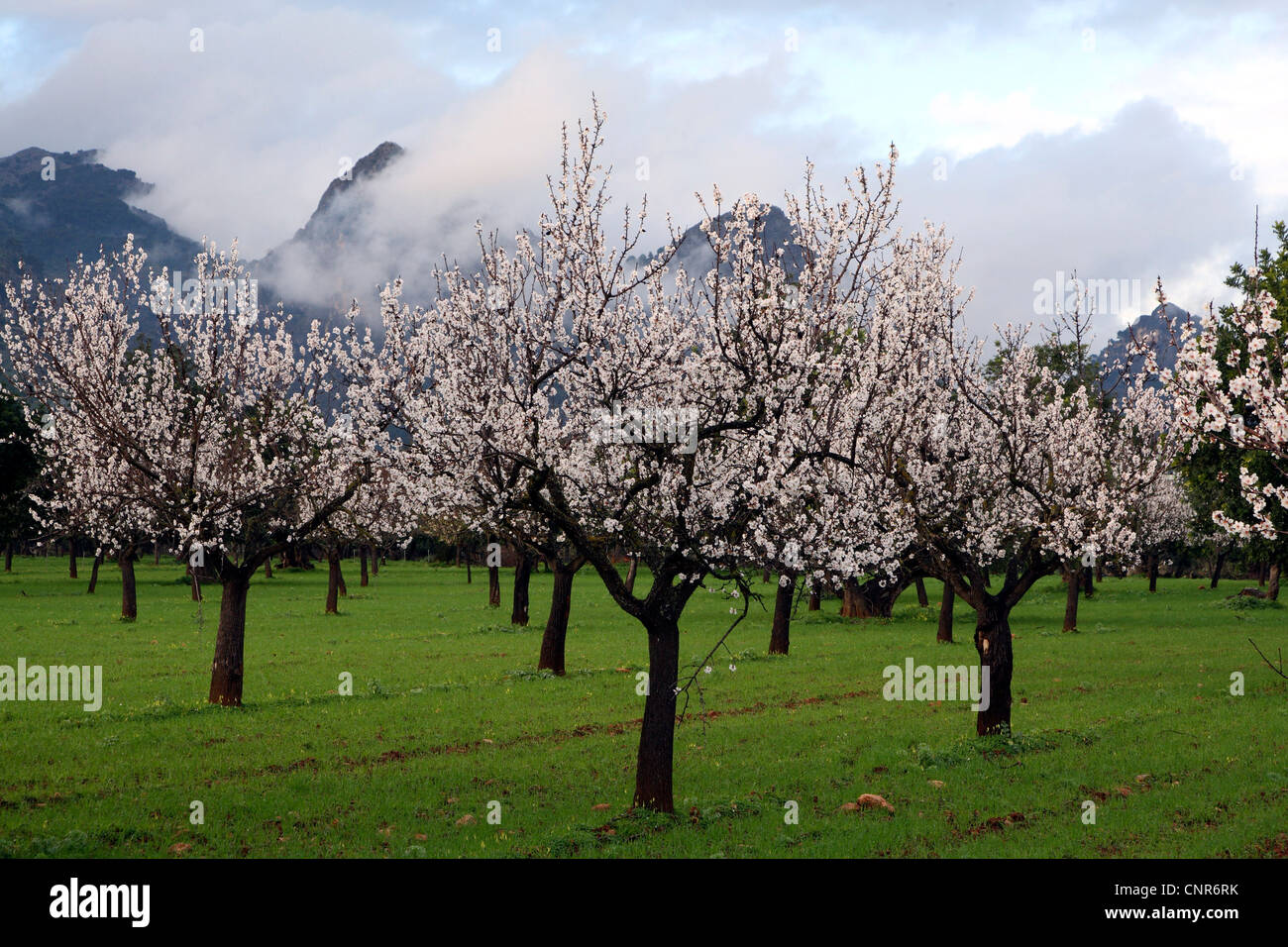 bitter almond (Prunus amygdalus), flowering almond trees at Mallorca