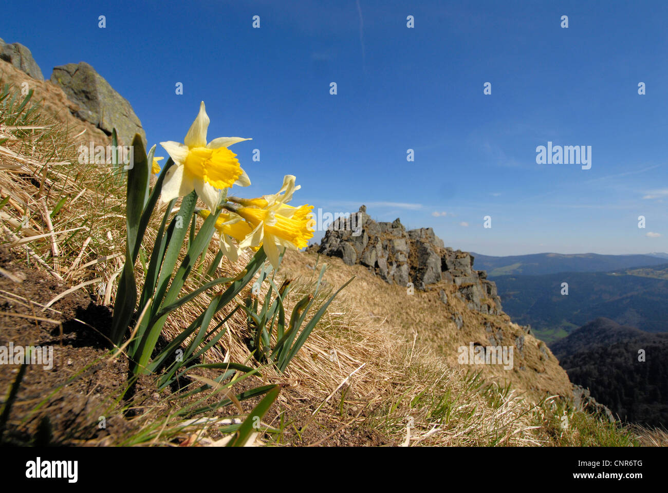 common daffodil (Narcissus pseudonarcissus), in the mountains, France