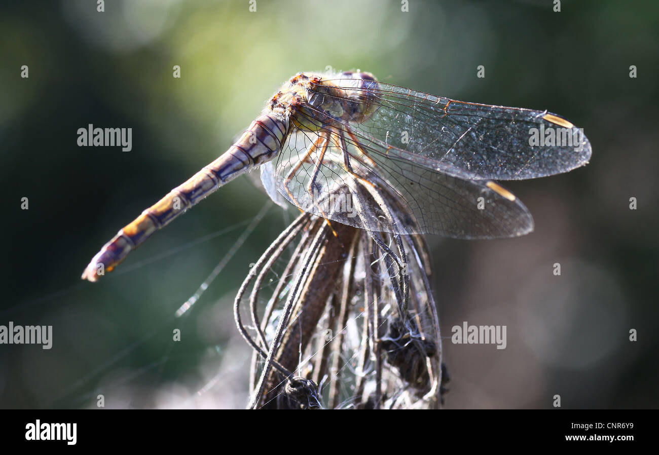 A Golden ringed Dragonfly (Cordulegastridae) possibly a Cordulegaster boltoni drying itEngland, UKs wings in the early morning sun, England, UK Stock Photo