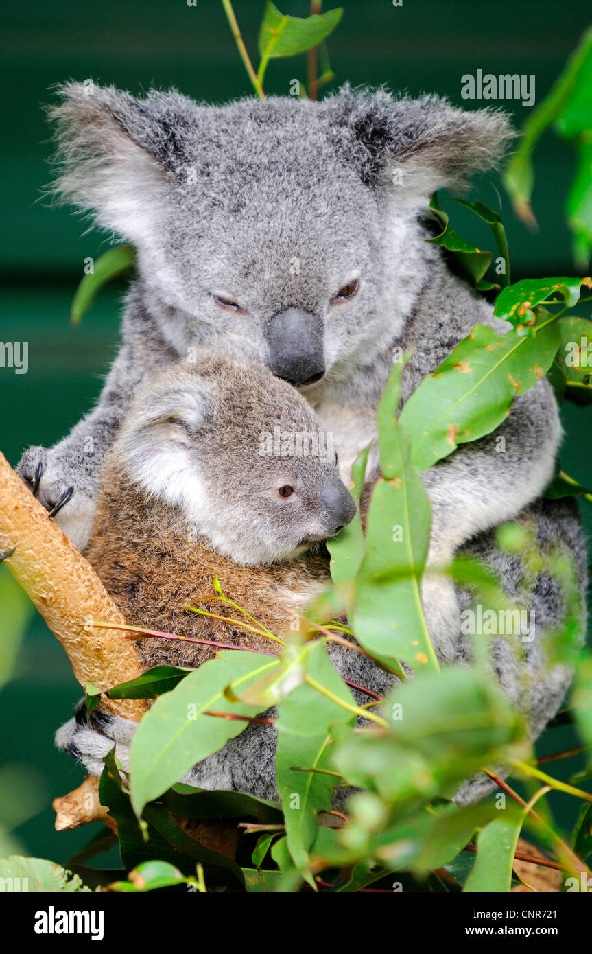 koala, koala bear (Phascolarctos cinereus), mother with pup, Australia, Queensland Stock Photo