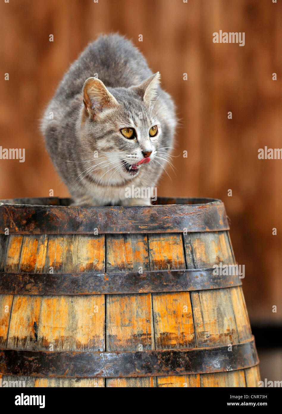 Cat on the barrel hires stock photography and images Alamy