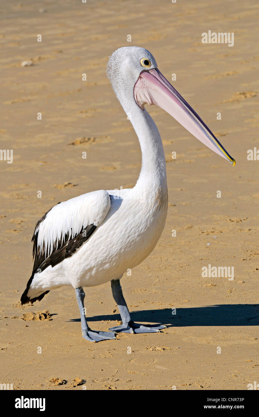 Australian pelican (Pelecanus conspicillatus), on the beach, Australia, Queensland Stock Photo