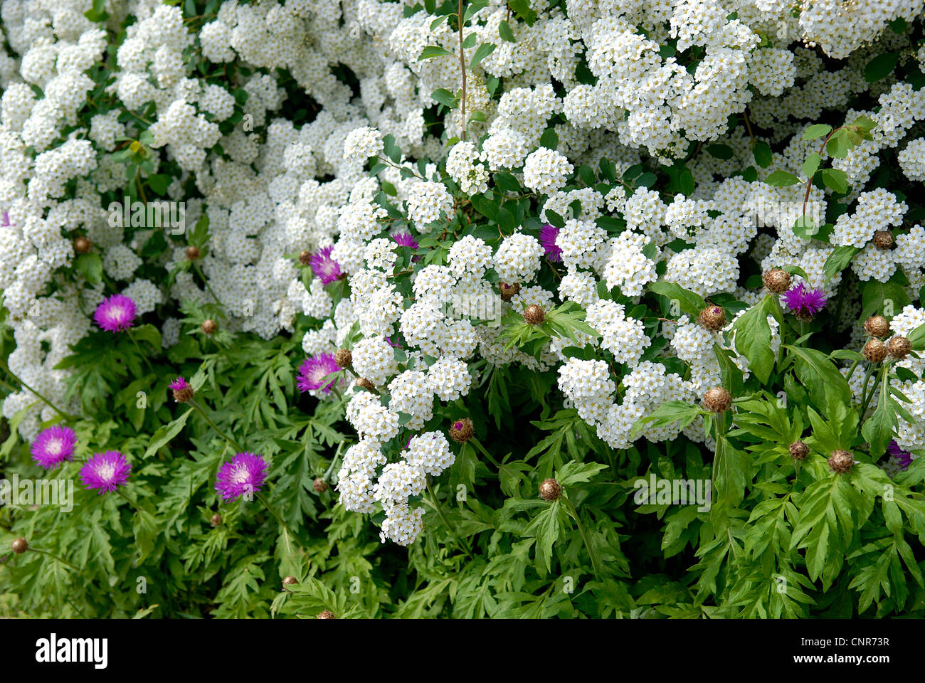 spirea, hybrid (Spiraea x vanhouttei, Spiraea vanhouttei), blooming Stock Photo