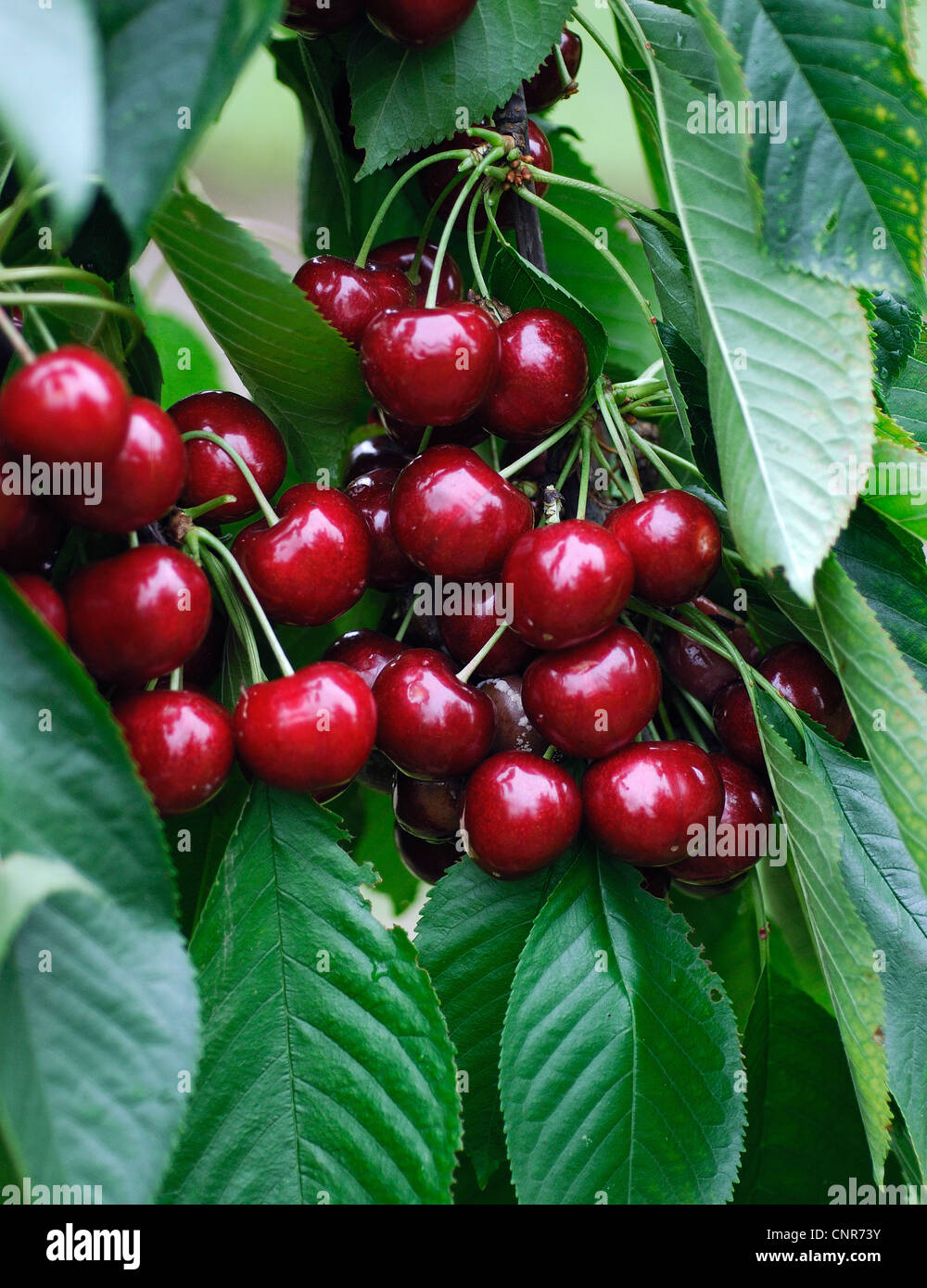 wild cherry, sweet cherry, gean, mazzard (Prunus avium), cultivar 'Sunburst' Stock Photo