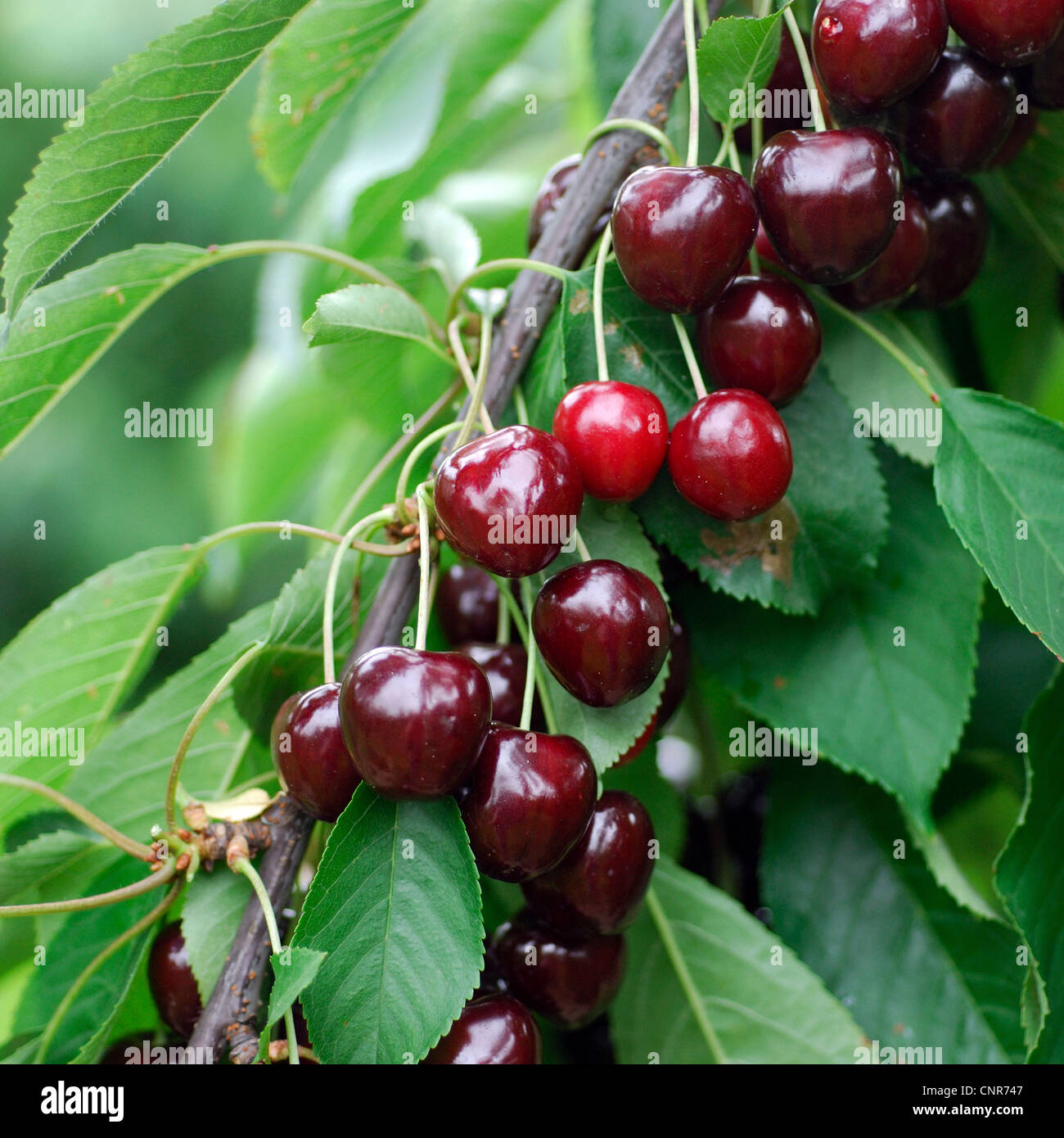 wild cherry, sweet cherry, gean, mazzard (Prunus avium), cultivar 'Valeska' Stock Photo